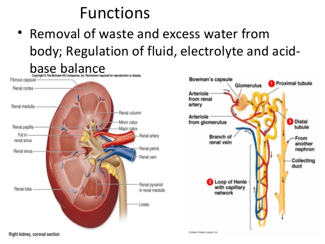 Kidney Function